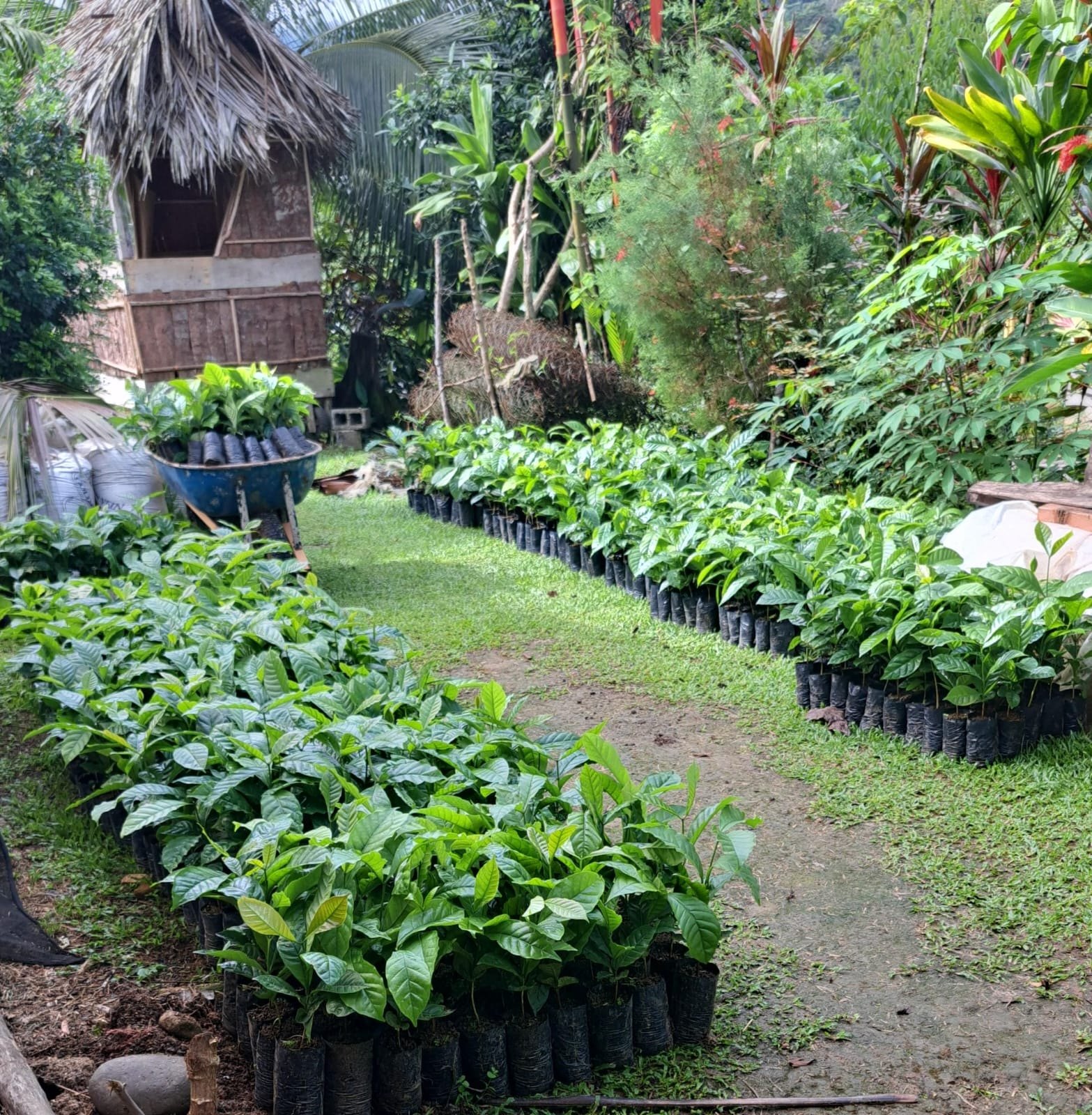Rows of young coffee plants in the nursery
